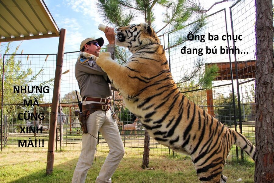 Hổ Đến Chơi Nhà (Puchimasu Miếu) Chap 148 - Next Chap 149