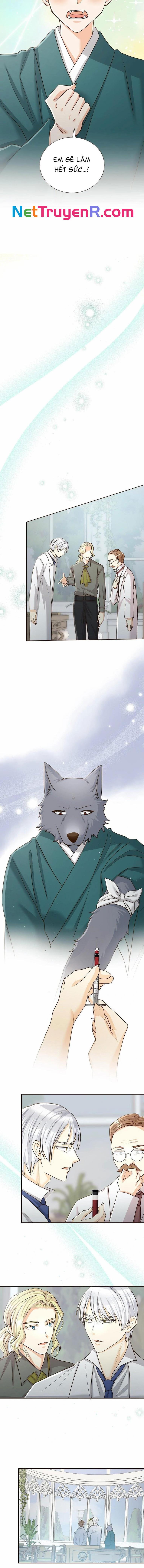 Cô Dâu Của Sói Trắng Chap 68 - Next Chap 69