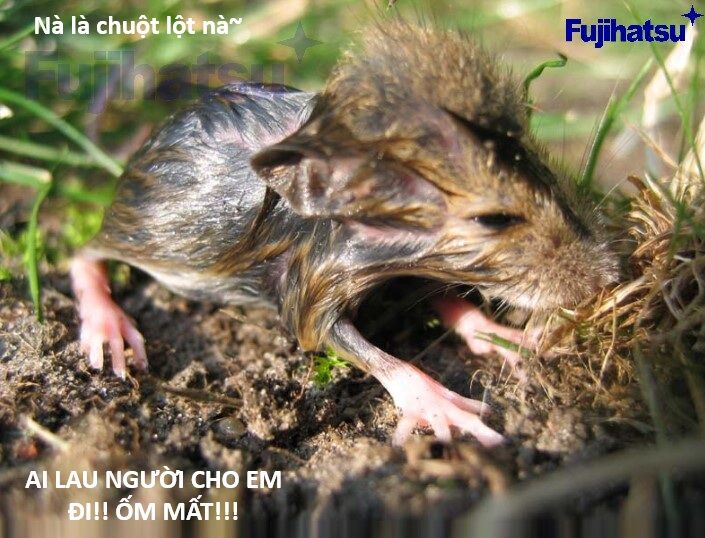 Hổ Đến Chơi Nhà (Puchimasu Miếu) Chap 128 - Next Chap 129