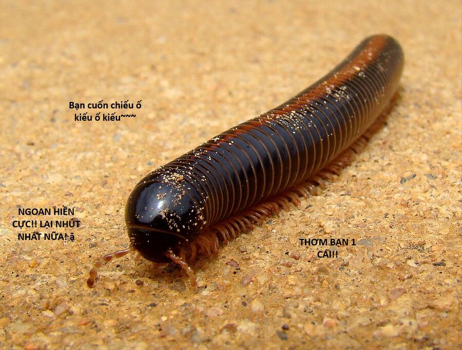 Hổ Đến Chơi Nhà (Puchimasu Miếu) Chap 130 - Next Chap 131