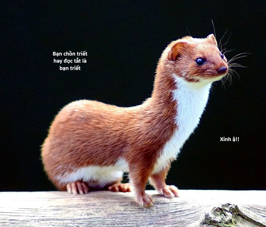 Hổ Đến Chơi Nhà (Puchimasu Miếu) Chap 130 - Next Chap 131