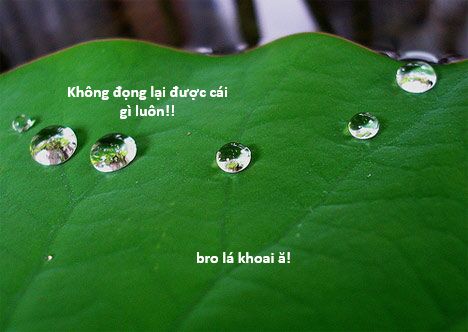 Hổ Đến Chơi Nhà (Puchimasu Miếu) Chap 131 - Next Chap 132