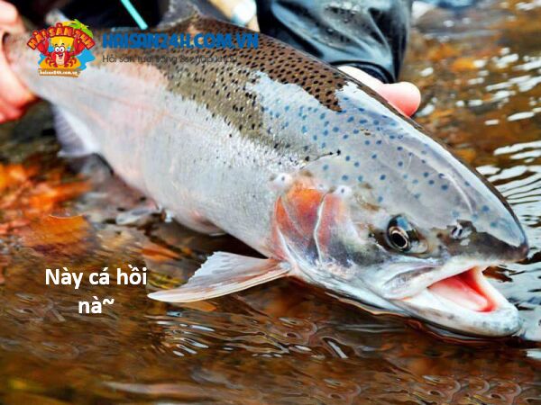 Hổ Đến Chơi Nhà (Puchimasu Miếu) Chap 131 - Next Chap 132