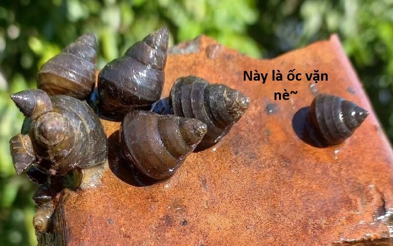 Hổ Đến Chơi Nhà (Puchimasu Miếu) Chap 135 - Next Chap 136