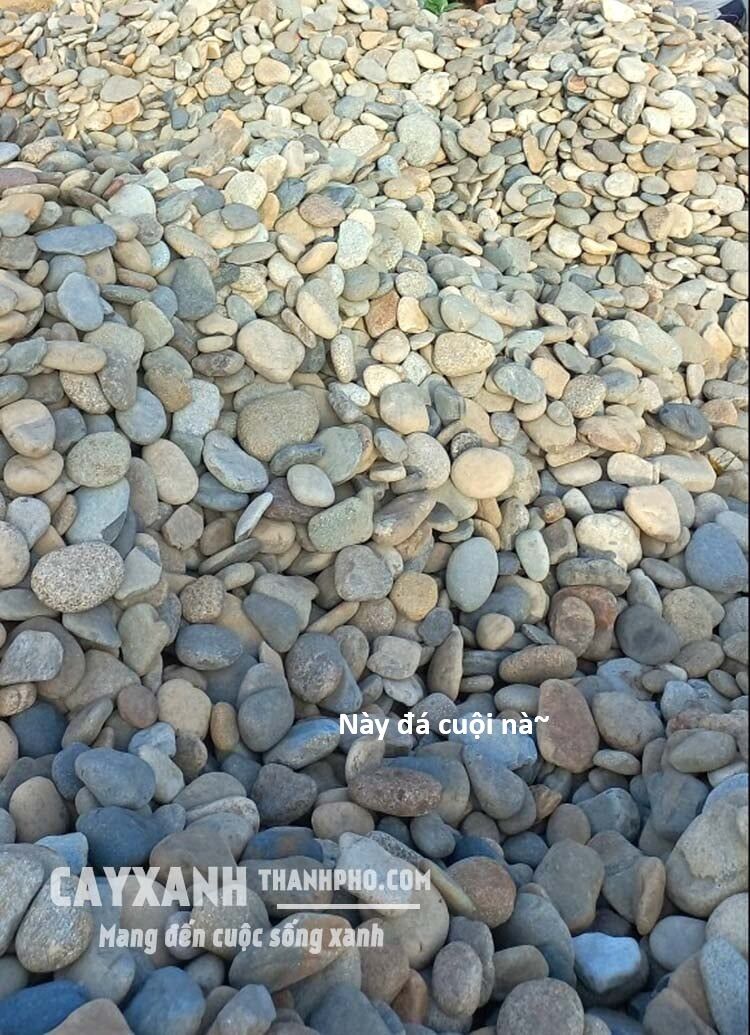 Hổ Đến Chơi Nhà (Puchimasu Miếu) Chap 136 - Next Chap 137