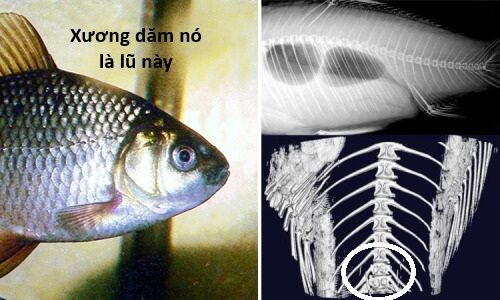 Hổ Đến Chơi Nhà (Puchimasu Miếu) Chap 136 - Next Chap 137