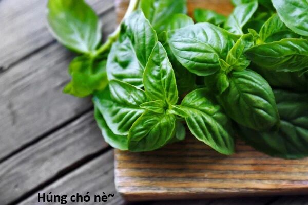 Hổ Đến Chơi Nhà (Puchimasu Miếu) Chap 138 - Next Chap 139