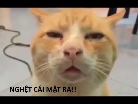 Hổ Đến Chơi Nhà (Puchimasu Miếu) Chap 138 - Next Chap 139