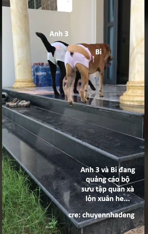 Hổ Đến Chơi Nhà (Puchimasu Miếu) Chap 142 - Next Chap 143