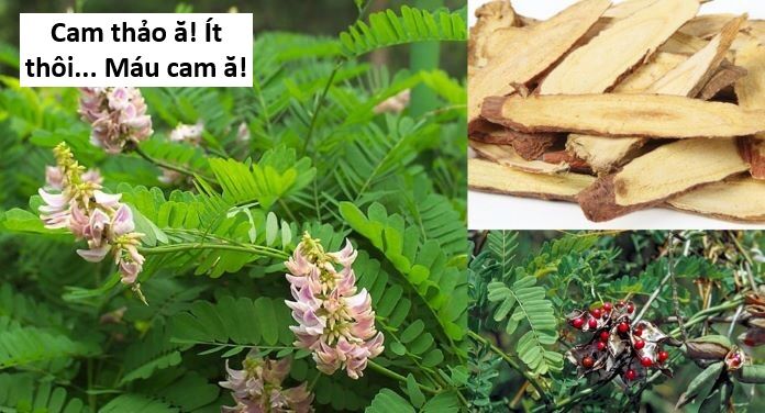 Hổ Đến Chơi Nhà (Puchimasu Miếu) Chap 143 - Next Chap 144