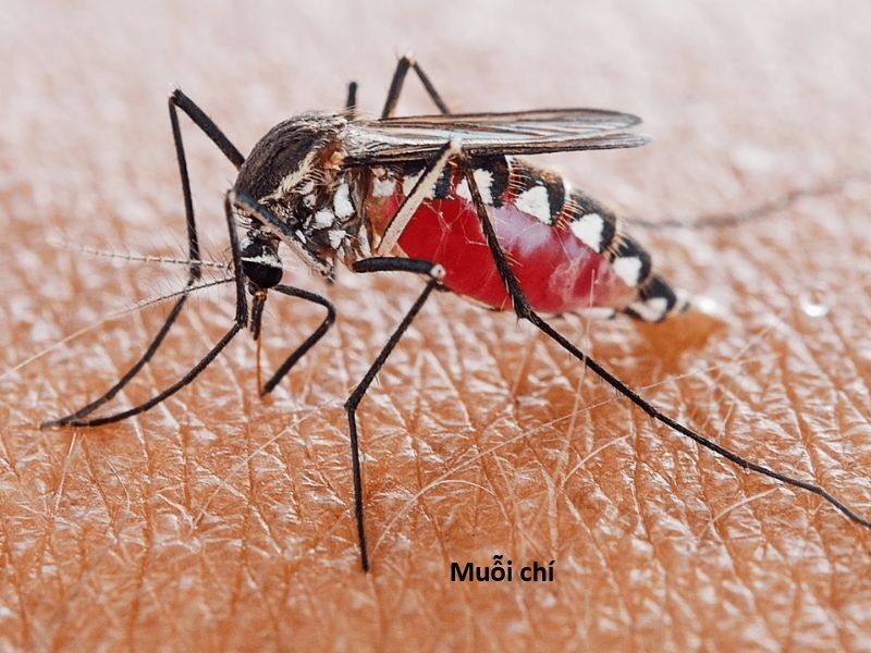 Hổ Đến Chơi Nhà (Puchimasu Miếu) Chap 144 - Next Chap 145