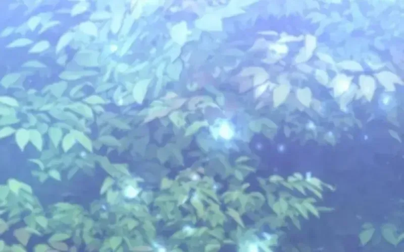 Thần Thịnh Vượng Chap 11 - Next Chap 12