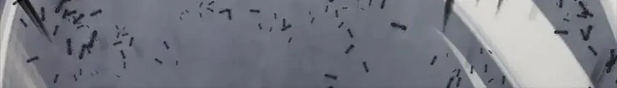 Câu Chuyện Sinh Tồn Của Kiếm Vương Ở Thế Giới Khác Chap 55 - Next Chap 56