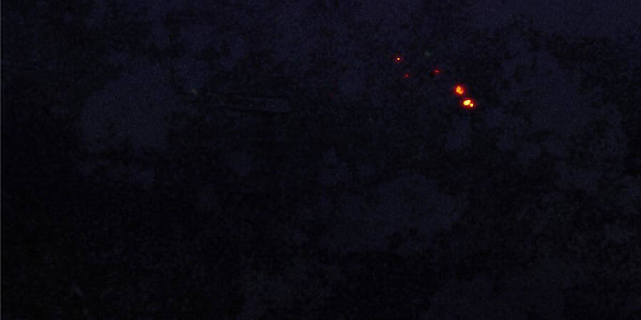 Vương Giả Săn Mồi Chap 0 - Next Chap 1