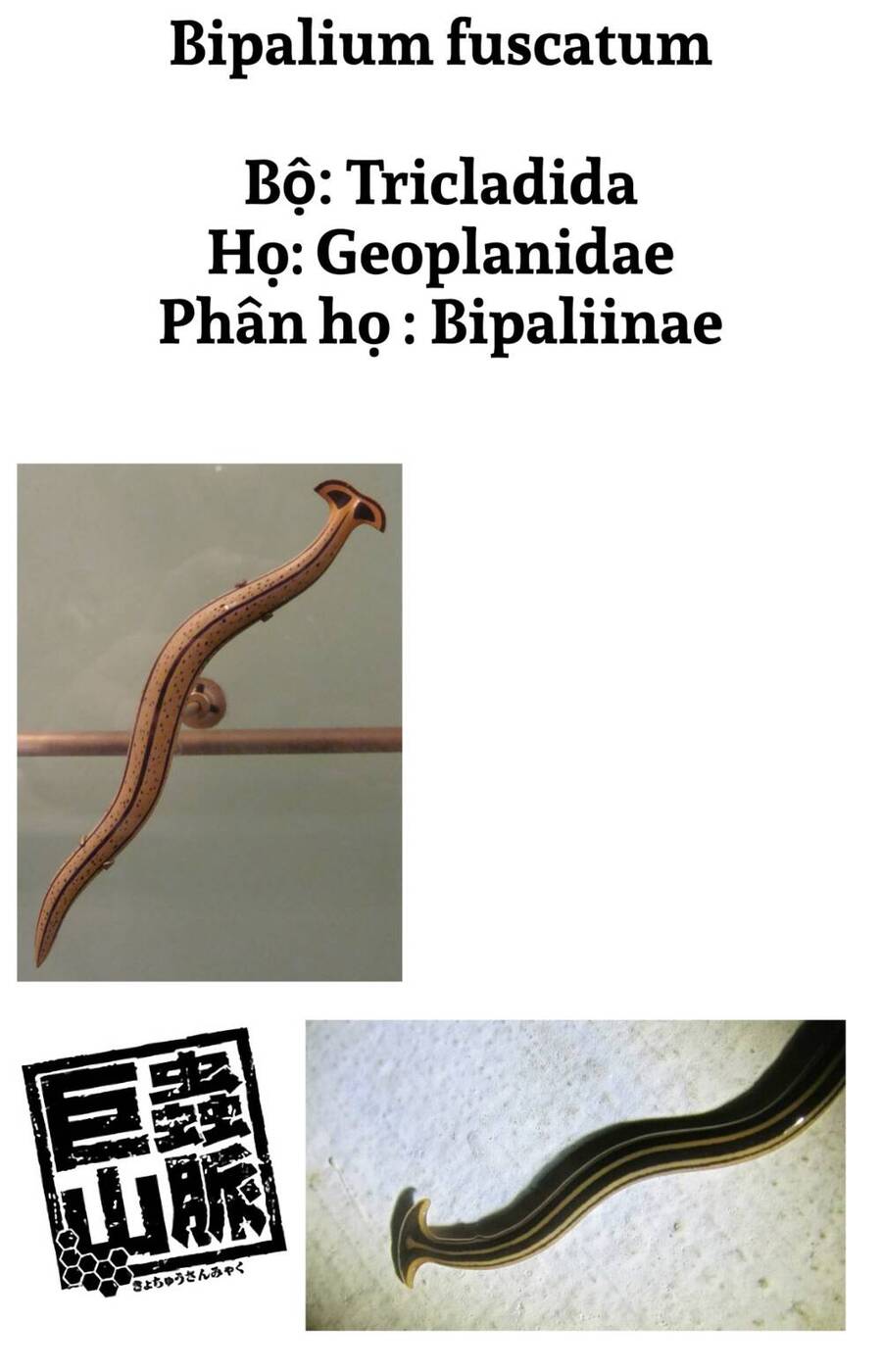 Dãy Núi Côn Trùng Chap 3 - Next Chap 4