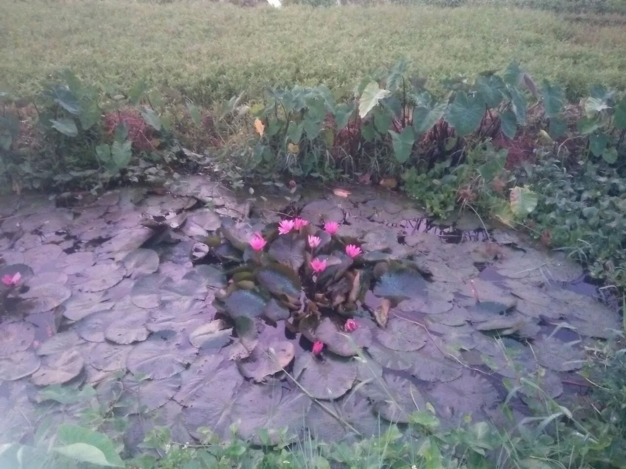 TUYỆT SẮC QUYẾN RŨ: QUỶ Y CHÍ TÔN Chap 94 - Next Chap 95