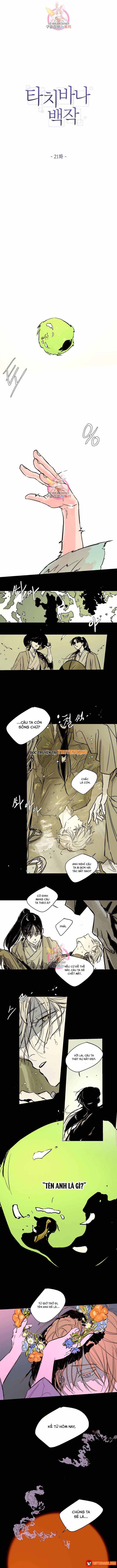 Bá Tước Tachibana Chap 21 - Next Chap 22