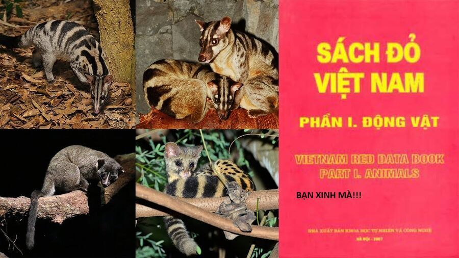 Hổ Đến Chơi Nhà Chap 144 - Next Chap 145