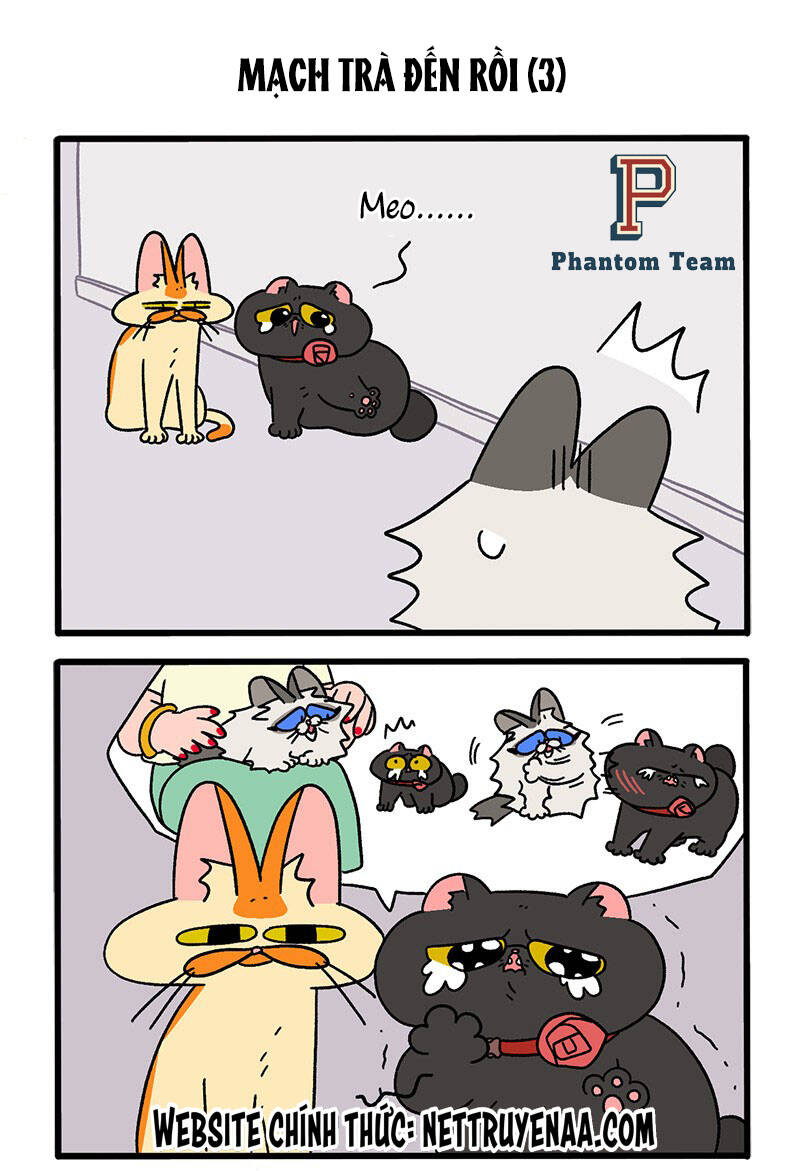 A Mãn Và Mạch Trà Chap 35 - Next Chap 36