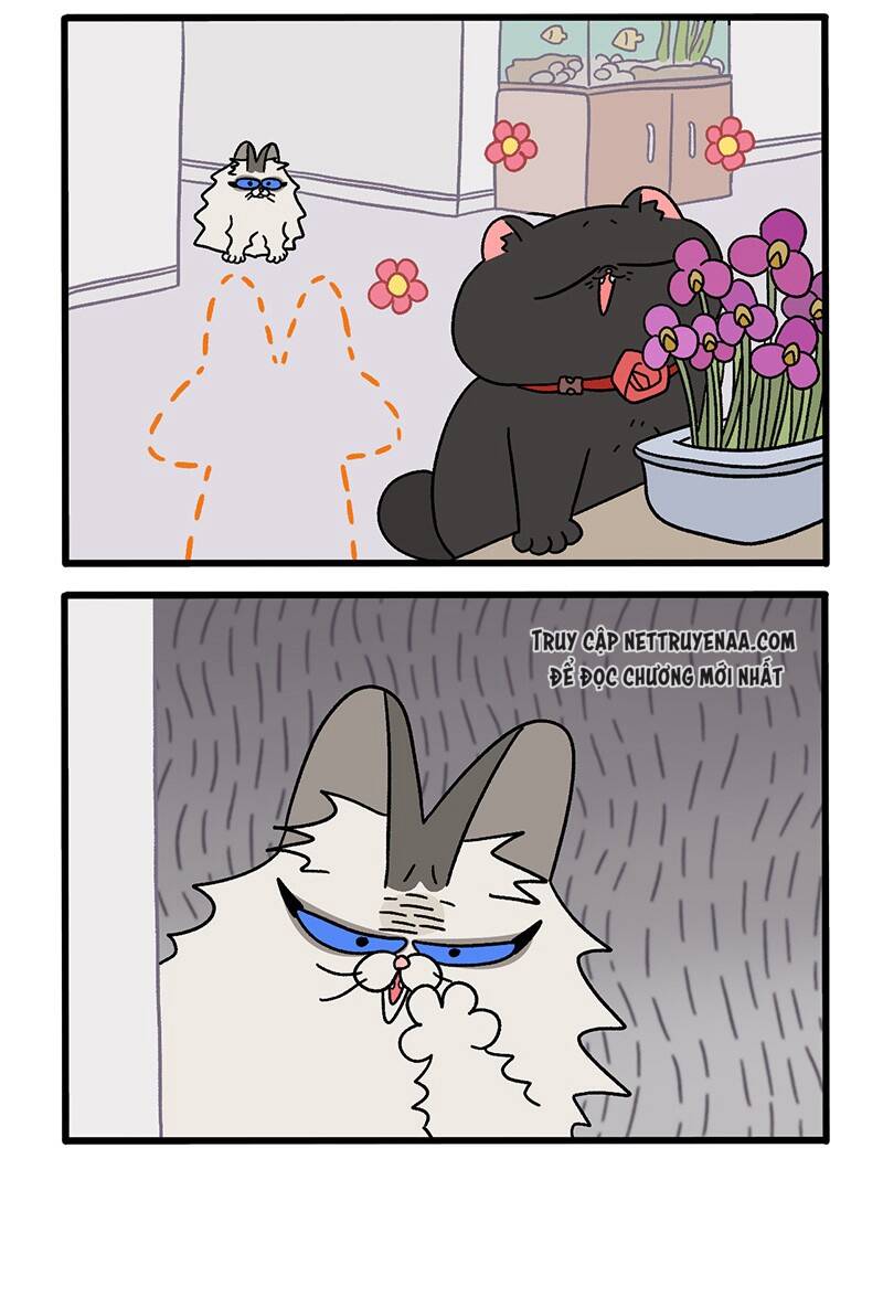 A Mãn Và Mạch Trà Chap 36 - Next Chap 37